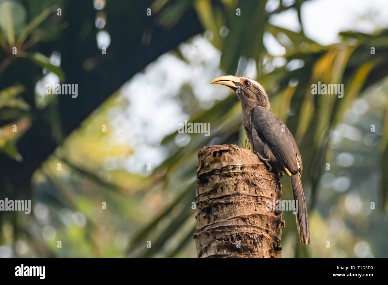 Malabar Grey Hornbill (Ocyceros griseus) Stock Photo