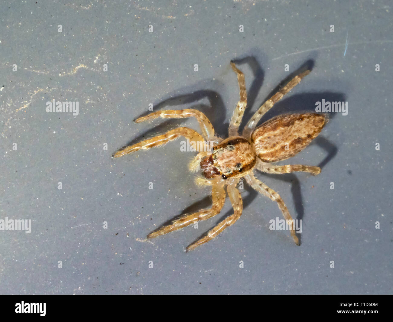 Bronze hopper hires stock photography and images Alamy