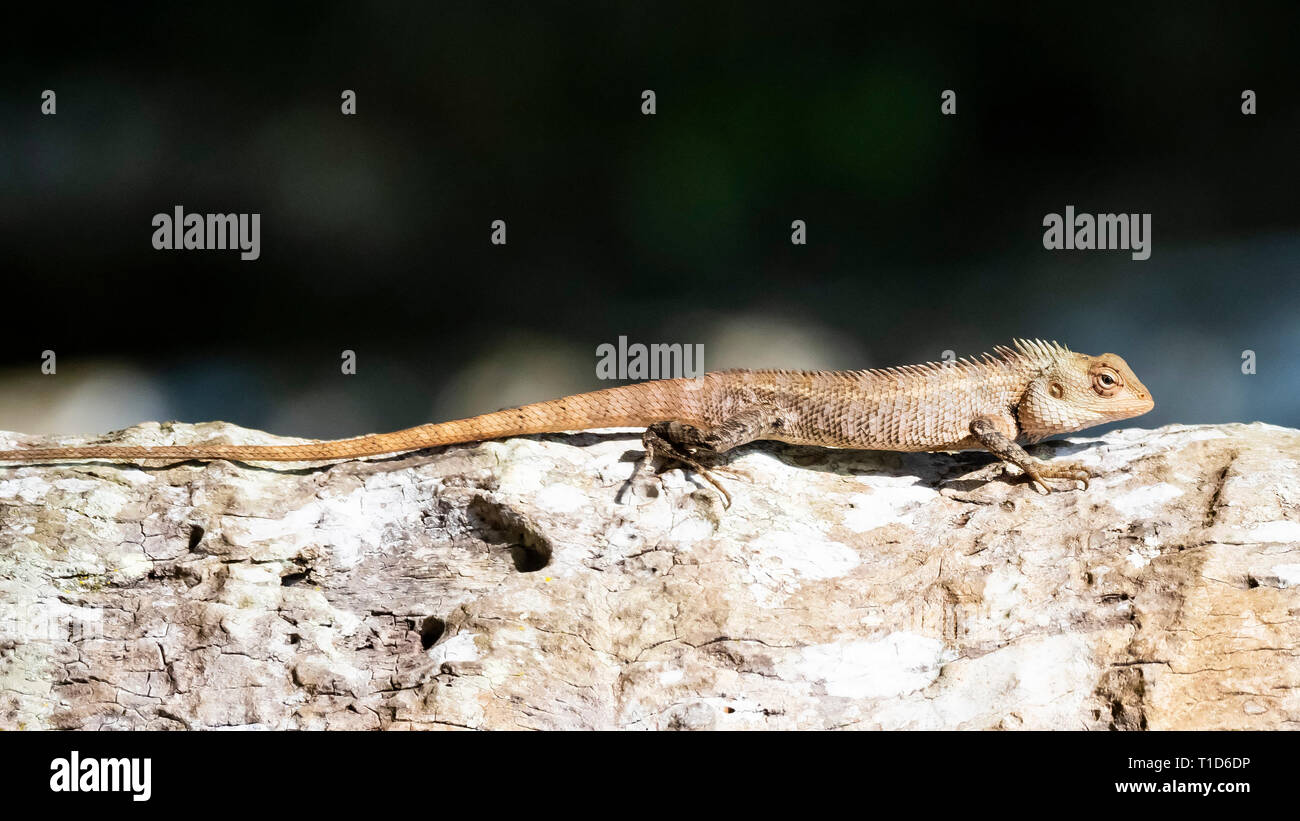 Changeable Lizard (Calotes versicolor) Stock Photo