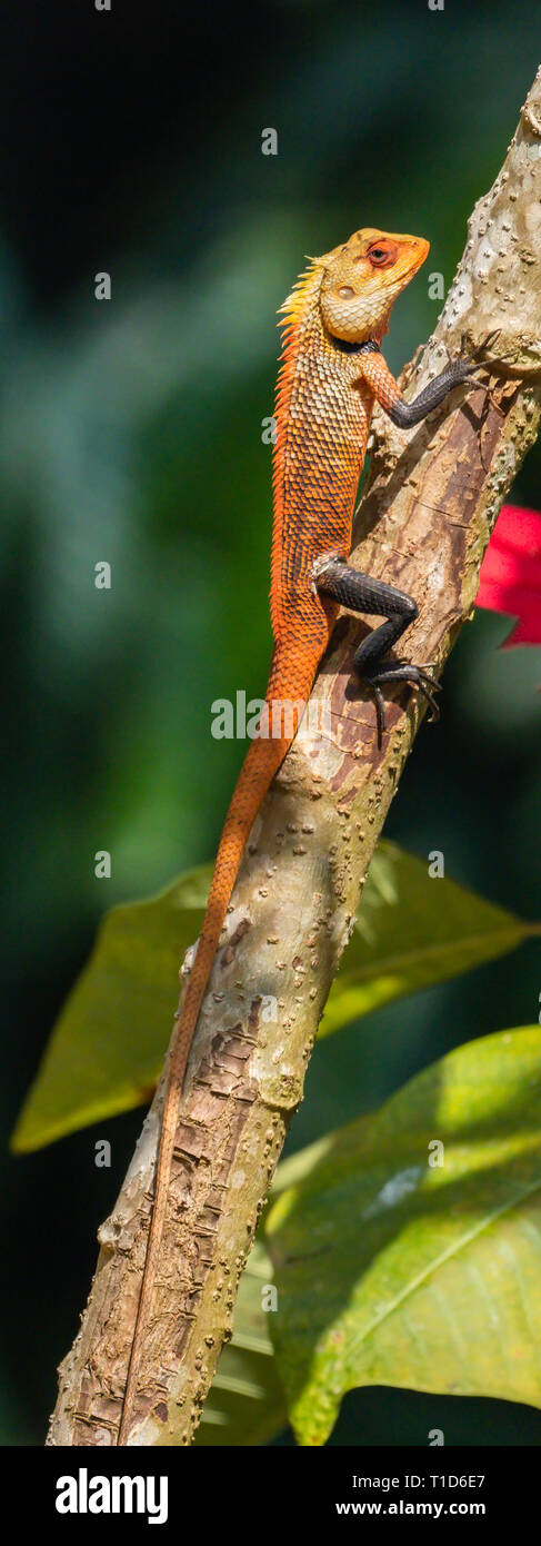 Changeable Lizard (Calotes versicolor) Stock Photo