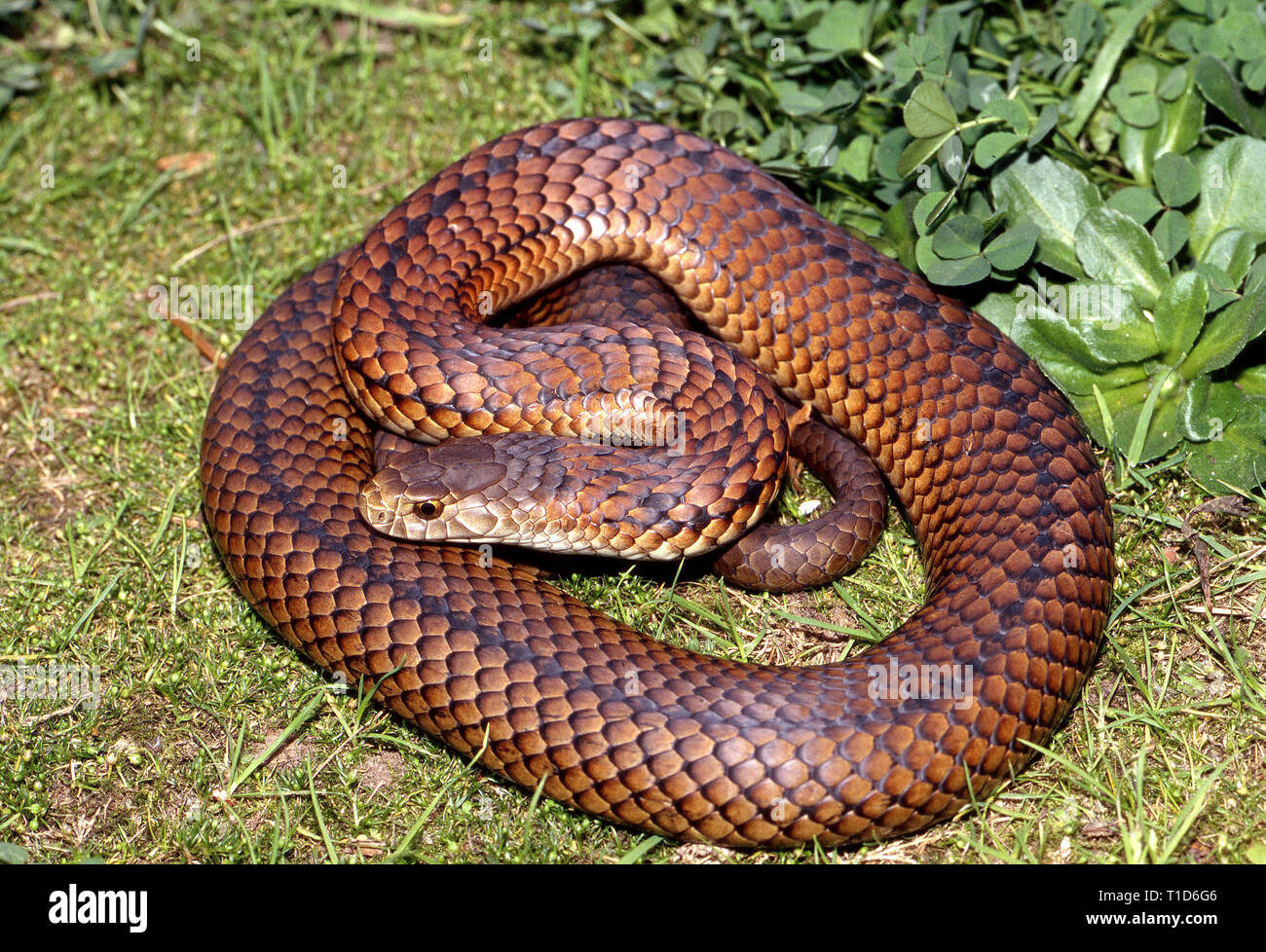Lowlands Copperhead Stock Photo Alamy