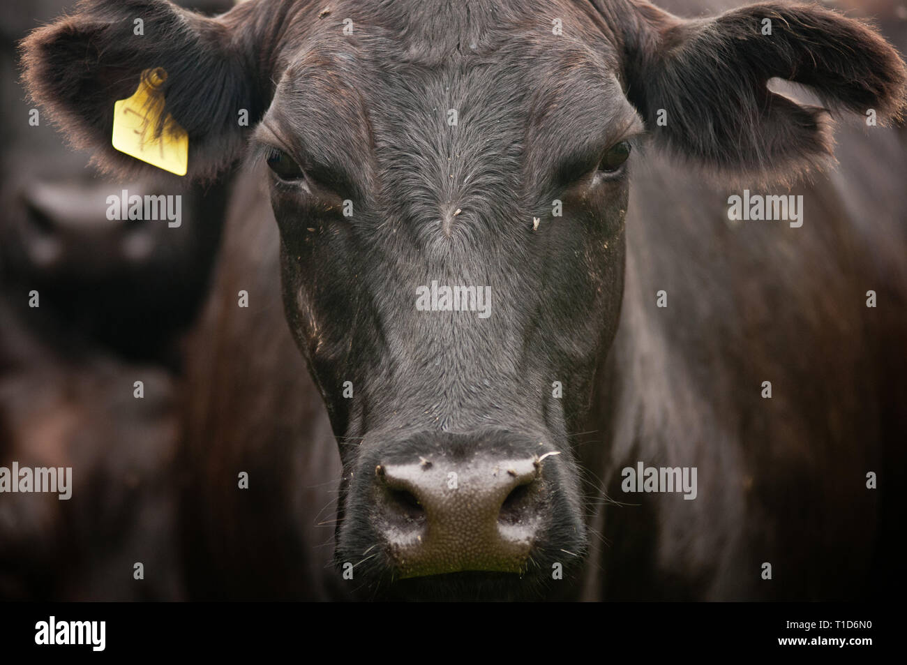 cow, cows, cattle, black cow, black angus cattle, black angus cow