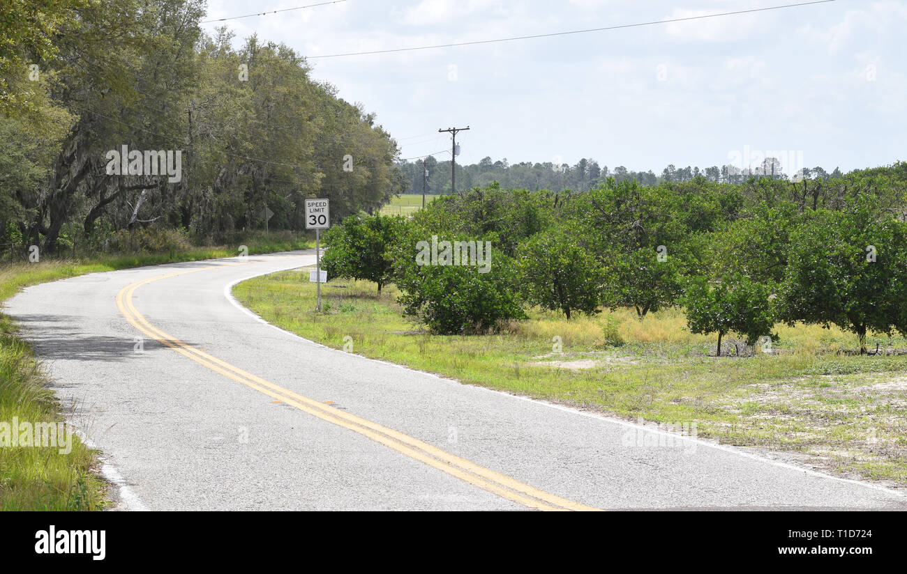 Orange trees along rural highway in central Florida Stock Photo Alamy
