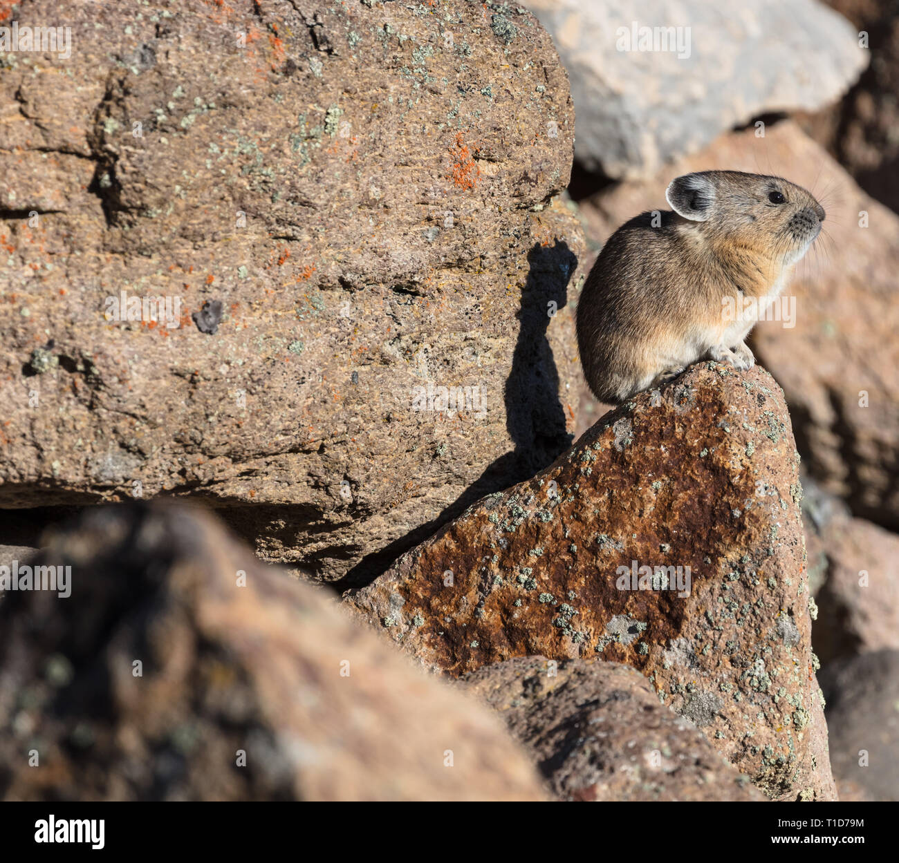Pika Ochotona princeps Stock Photo Alamy