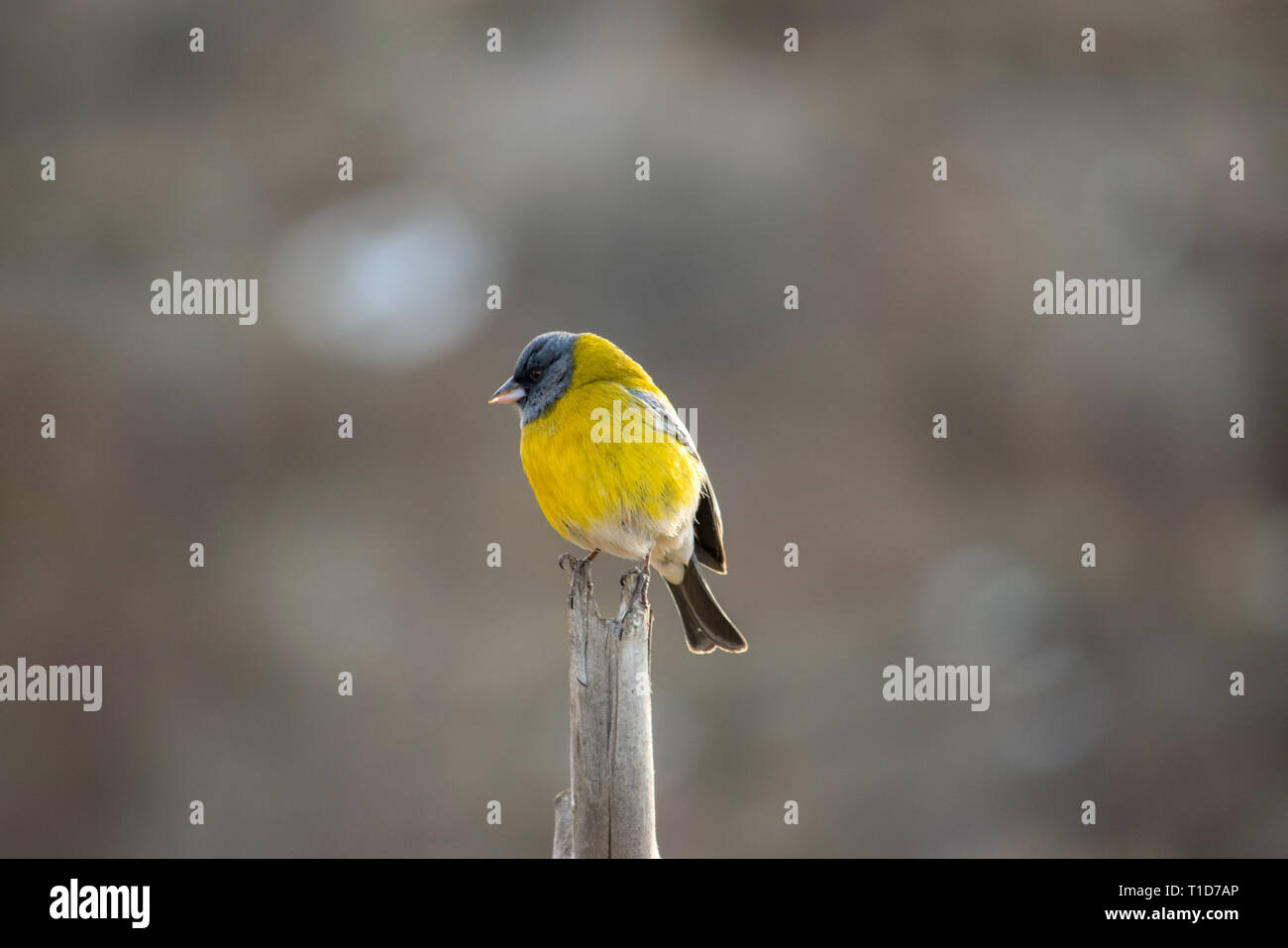 Little Yellow Bird >> Little Yellow Bird With Blue Head Standing On A Stick Stock Photo Little Yellow Bird >> Little Yellow Bird With Blue Head Standing On A Stick Stock Photo