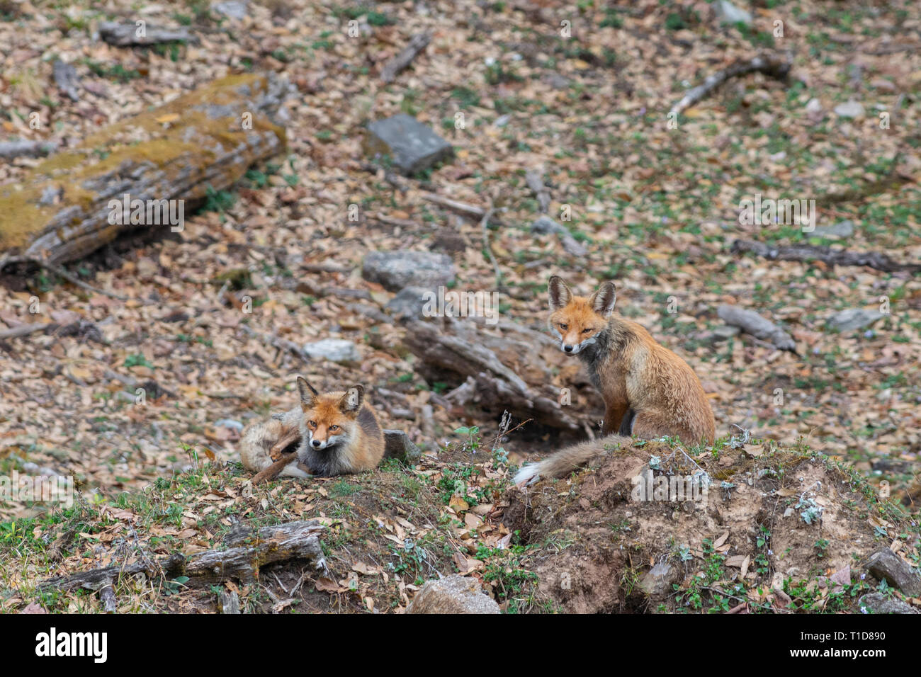 Himalayan Red Fox pair  seen at Chopta,Tungnath,Uttarakhand,India Stock Photo