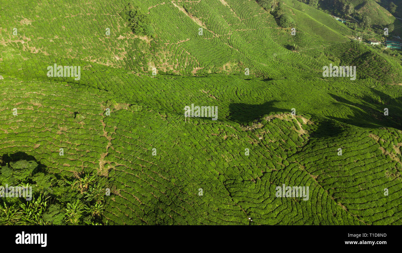 Green tea mountain plantation hires stock photography and images Alamy