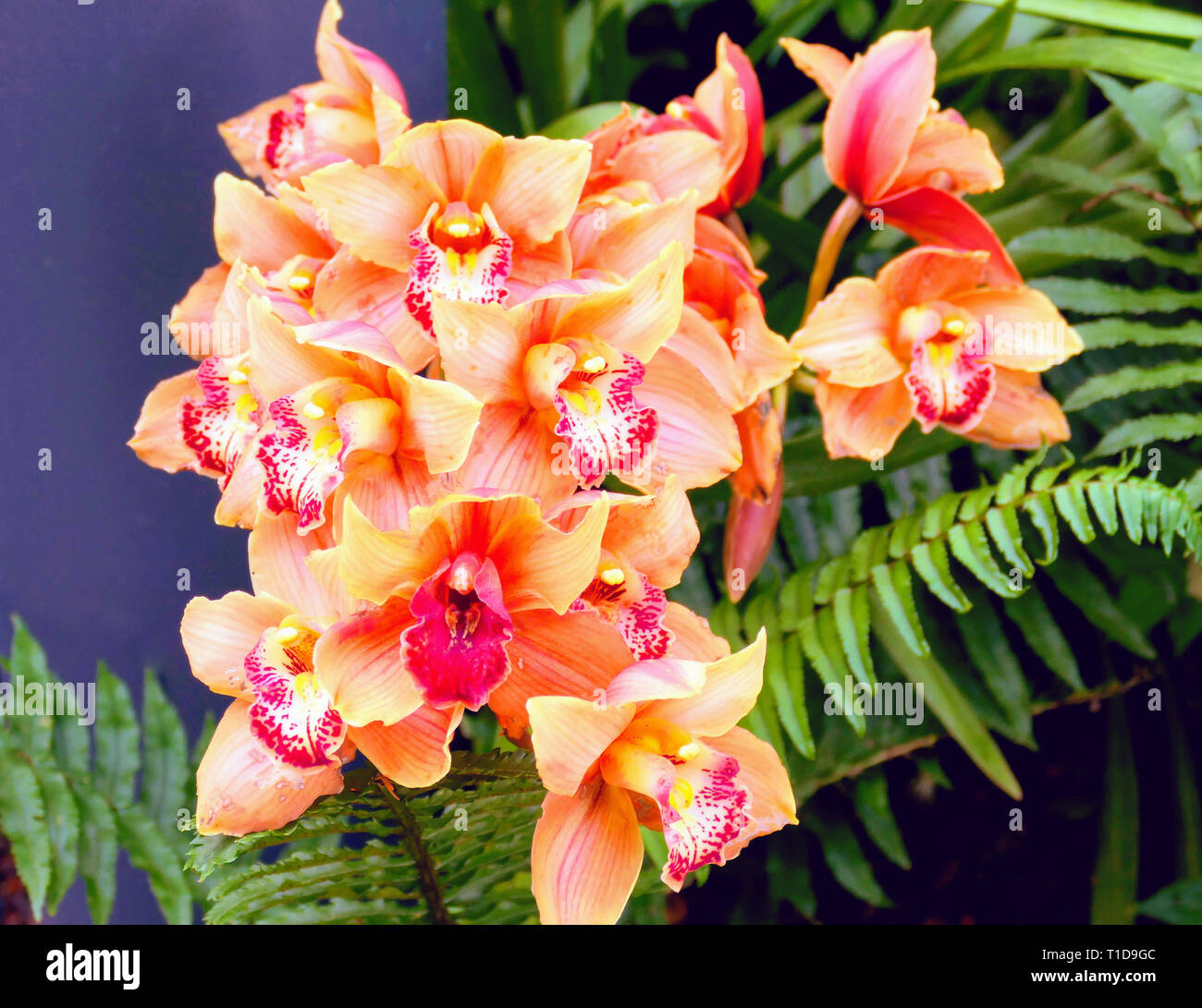 purple orchid in the philippines Stock Photo