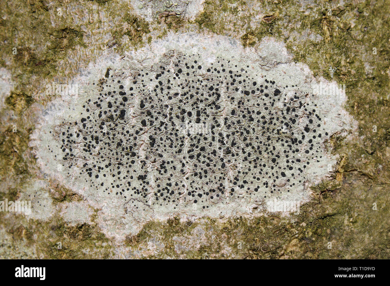 Lichen - Lecidella elaeochroma - on Bark of Ash Fraxinus excelsior Stock Photo