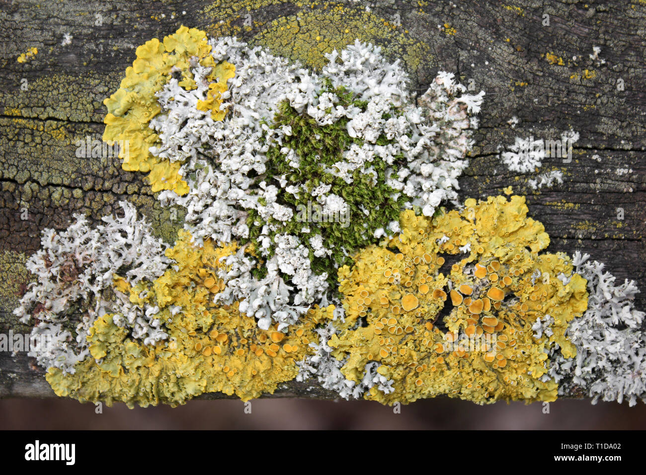 Foliose Yellow Lichen Xanthoria parietina along with Grey Lichen Physcia tenella and Moss on Tree Wood Stock Photo