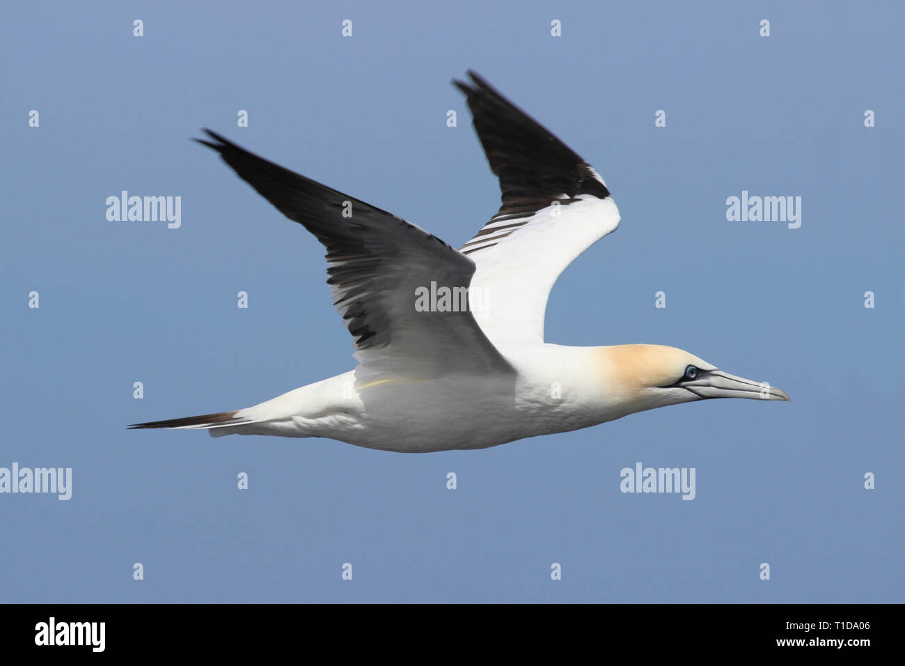 British Sea Birds