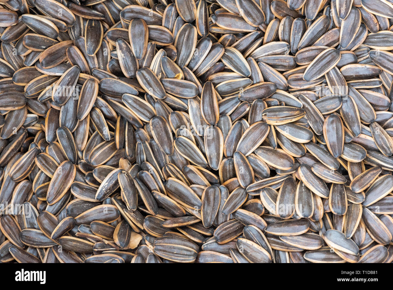 Melon seed hi res stock photography and images Alamy