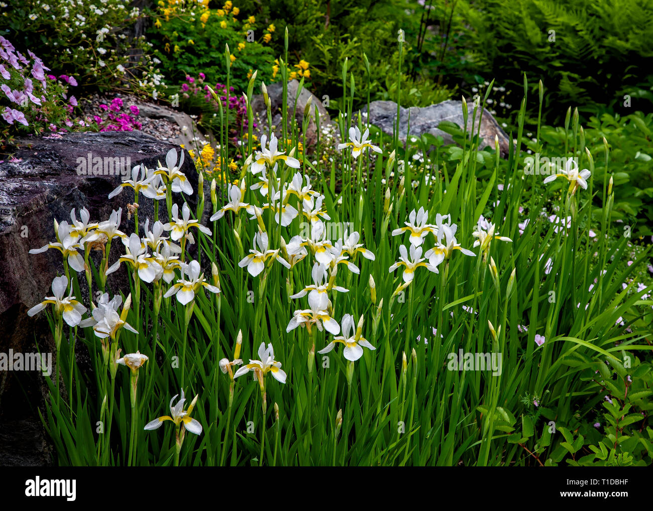 White Siberian iris flowering in the summer garden. Stock Photo