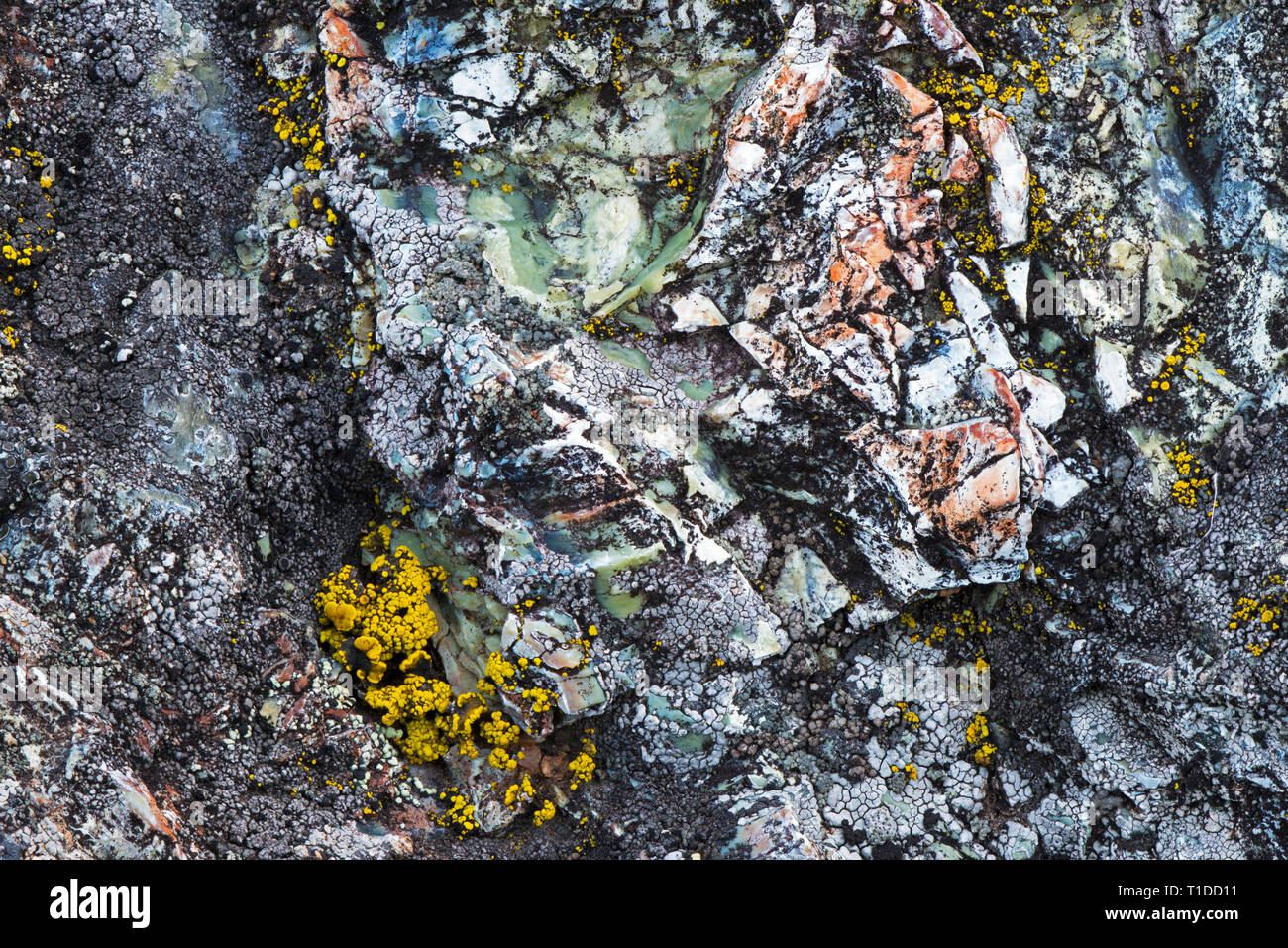 Intricate details of lihen crusts covering most of the surface of green serpentinite on Mt. Tamalpais Stock Photo