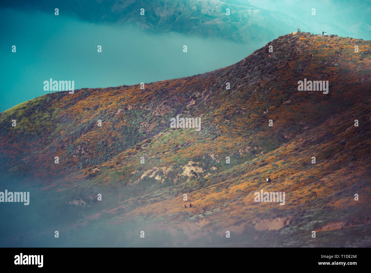 Super bloom spring wildflowers hi-res stock photography and images - Alamy