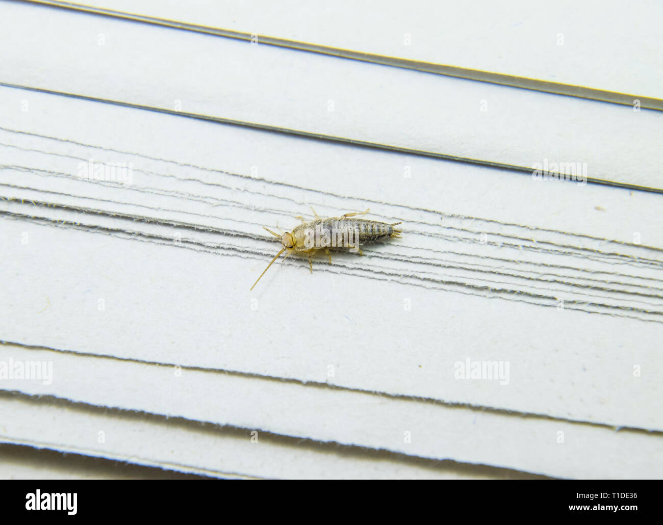 Insect feeding on paper - silverfish. Pest books and newspapers Stock ...
