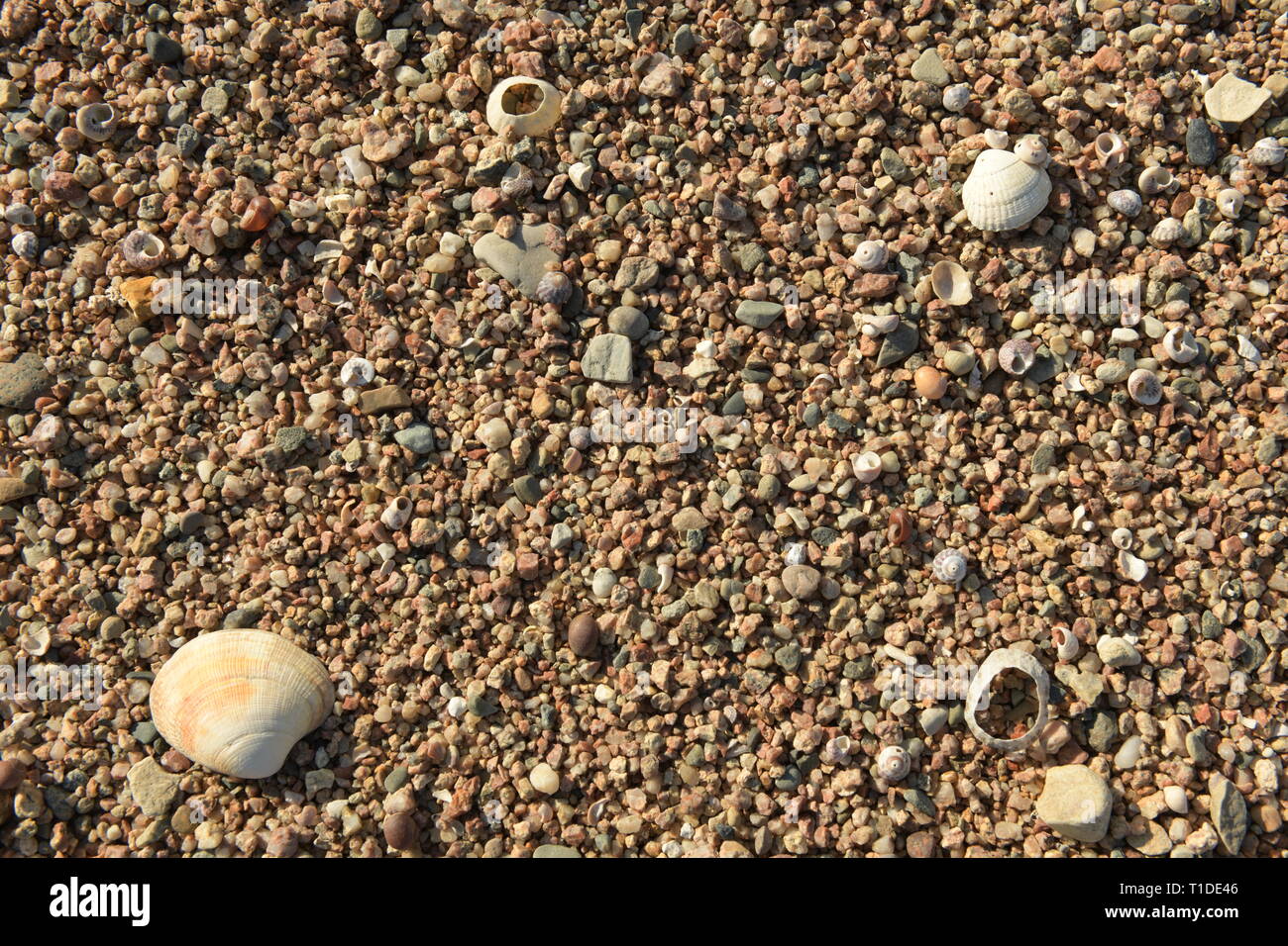 Gravel sea bed with shells Stock Photo Alamy
