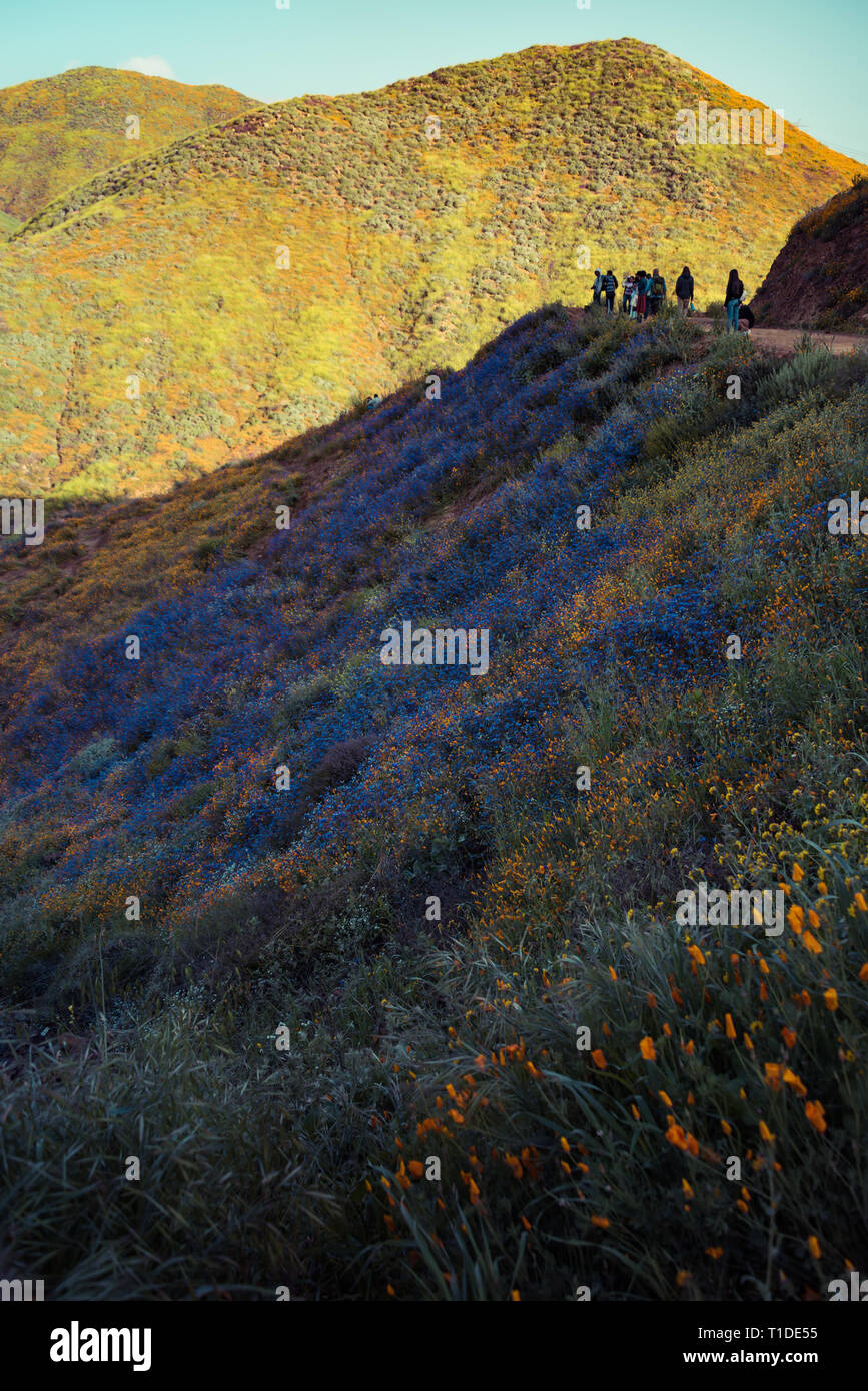 Wildflower super bloom hi-res stock photography and images - Alamy
