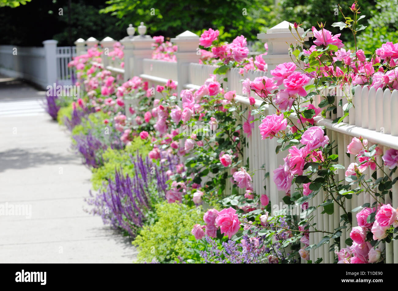 White wooden fence, pink roses, colorful garden border adding curb appeal to home entrance Stock Photo