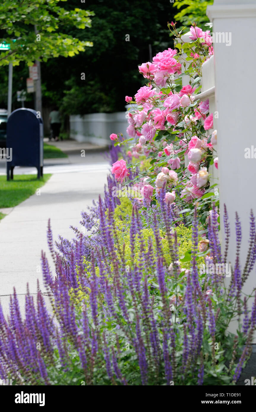 White fence, pink roses, catmint, lady's mantel and sage. Garden edging detail Stock Photo