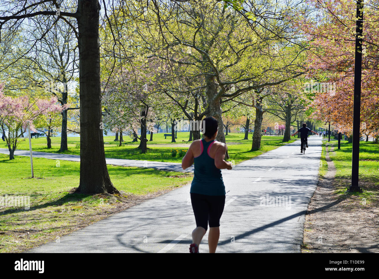 Jogging and biking in Boston Esplanade, tree flowers blooming in mid spring Stock Photo