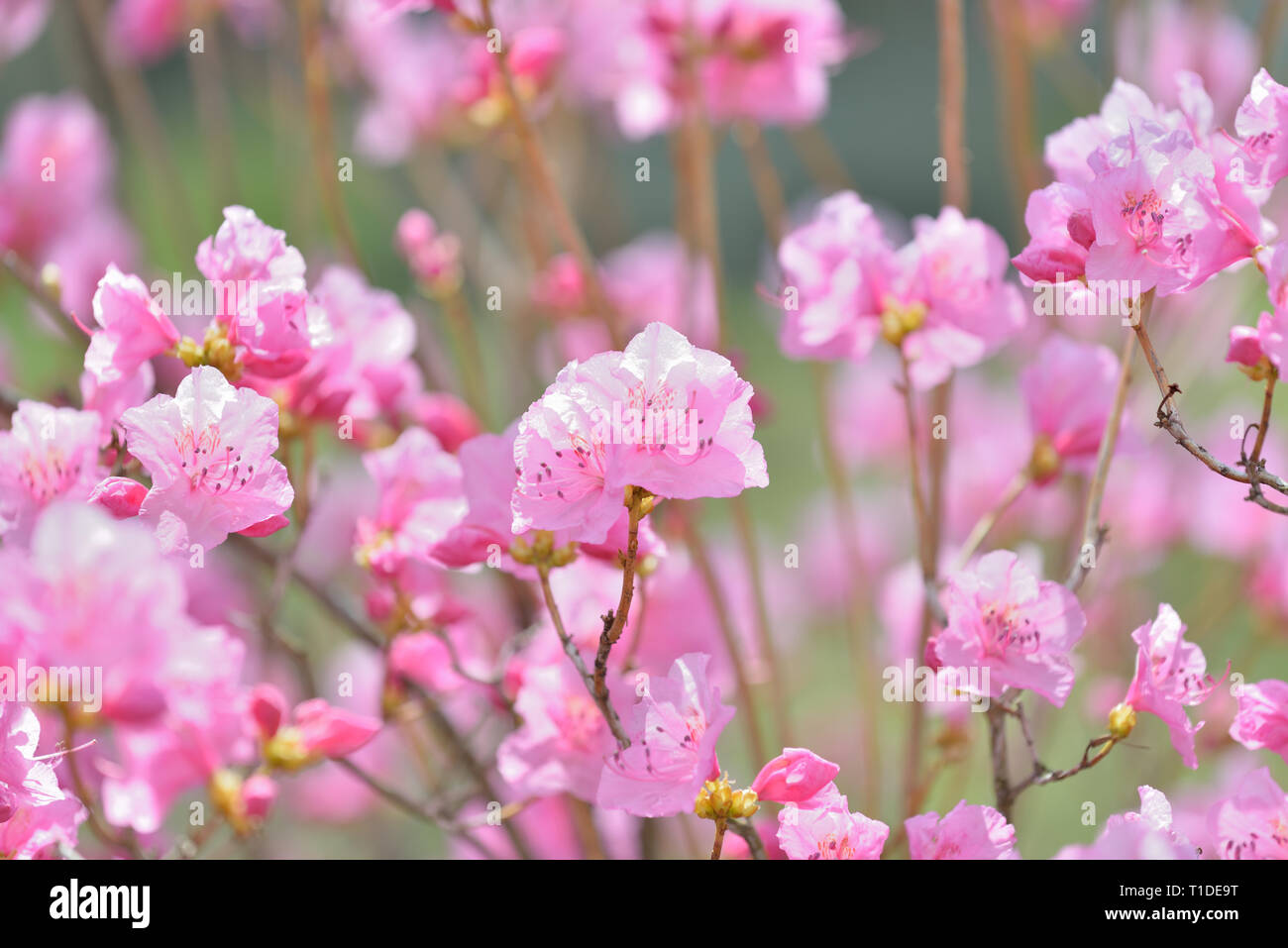 Pink rhododendron flowers on bush branch, plant detail, early spring background Stock Photo