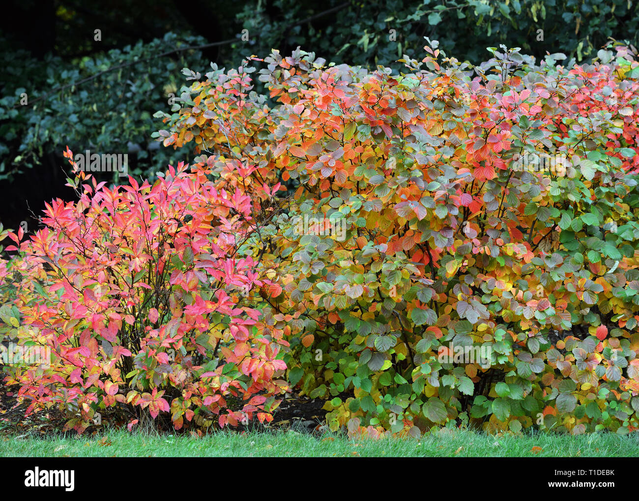 Fothergilla Mount Airy in garden hedge. Fall foliage shows quite colorful and unique shades of yellow, orange and red purple leaves. Stock Photo