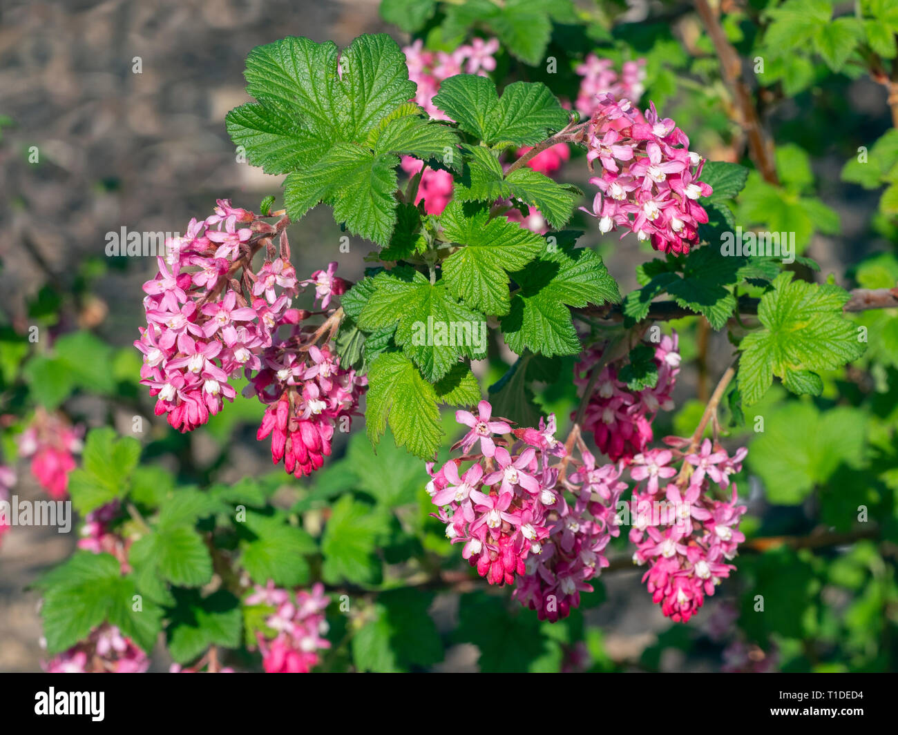 Red-flowering currant Ribes sanguineum Norfolk garden Stock Photo