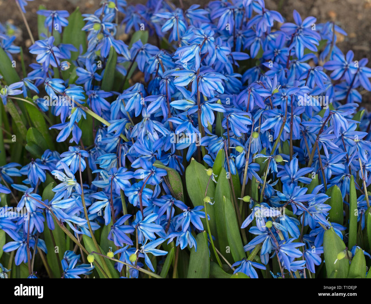 Siberian squill or wood squill Scilla siberica Norfolk garden Stock Photo