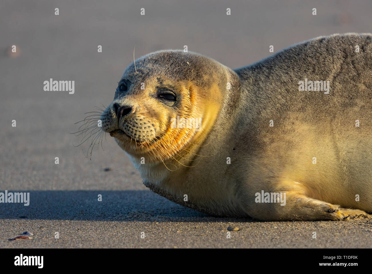 Nordseeinsel Langeoog,  Ostfriesland, Niedersachsen, junger Seehund, am Strand, Stock Photo