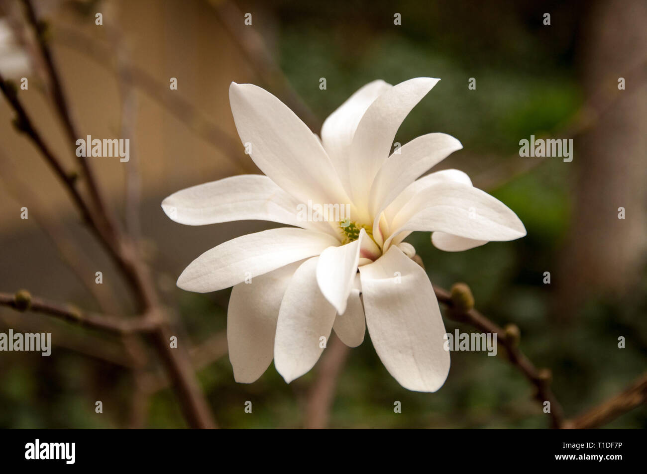 Magnolia flower in the spring Stock Photo - Alamy