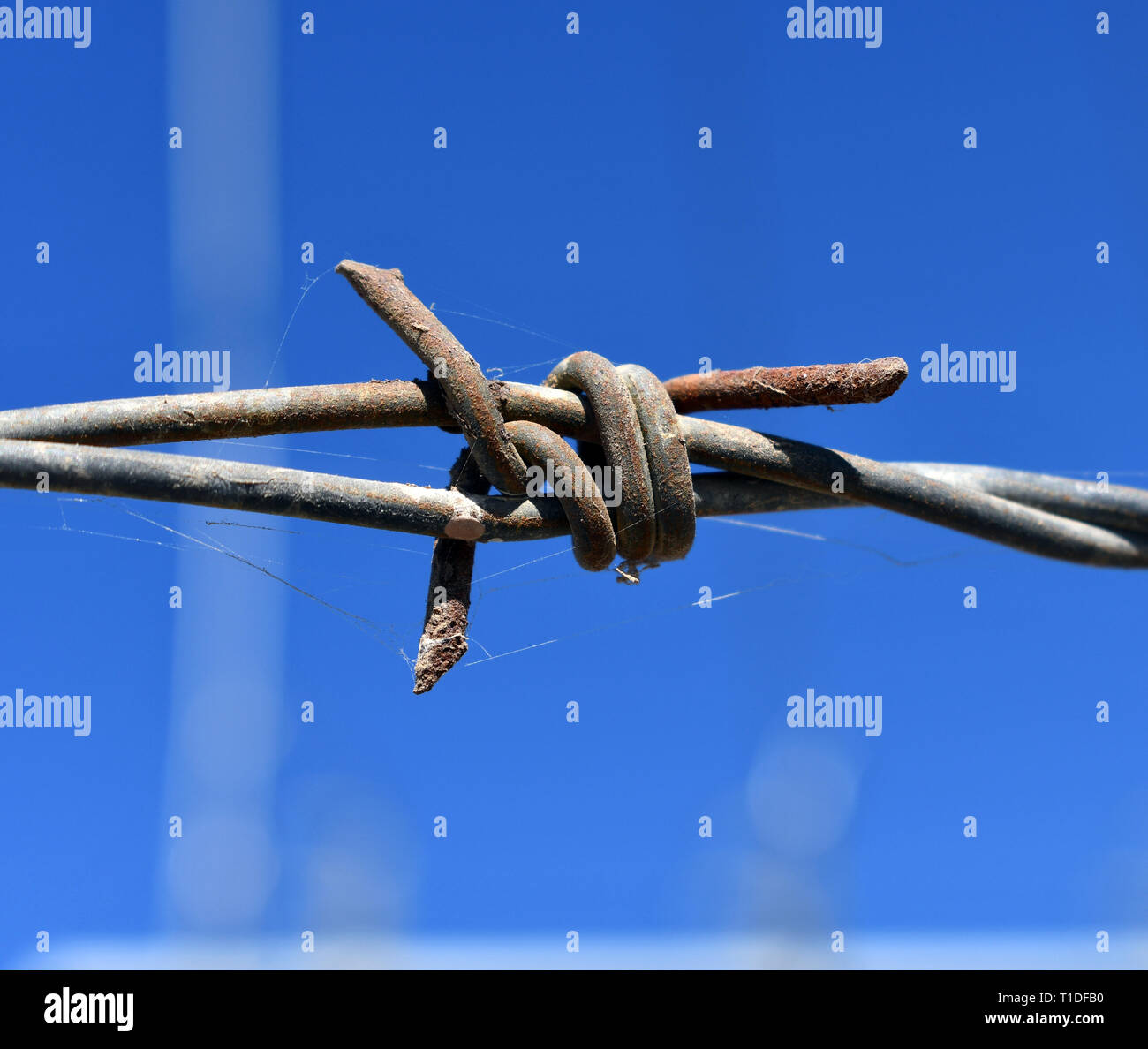 Old rusty barbed wire, close up. Electrified fence with barbed wire Stock Photo