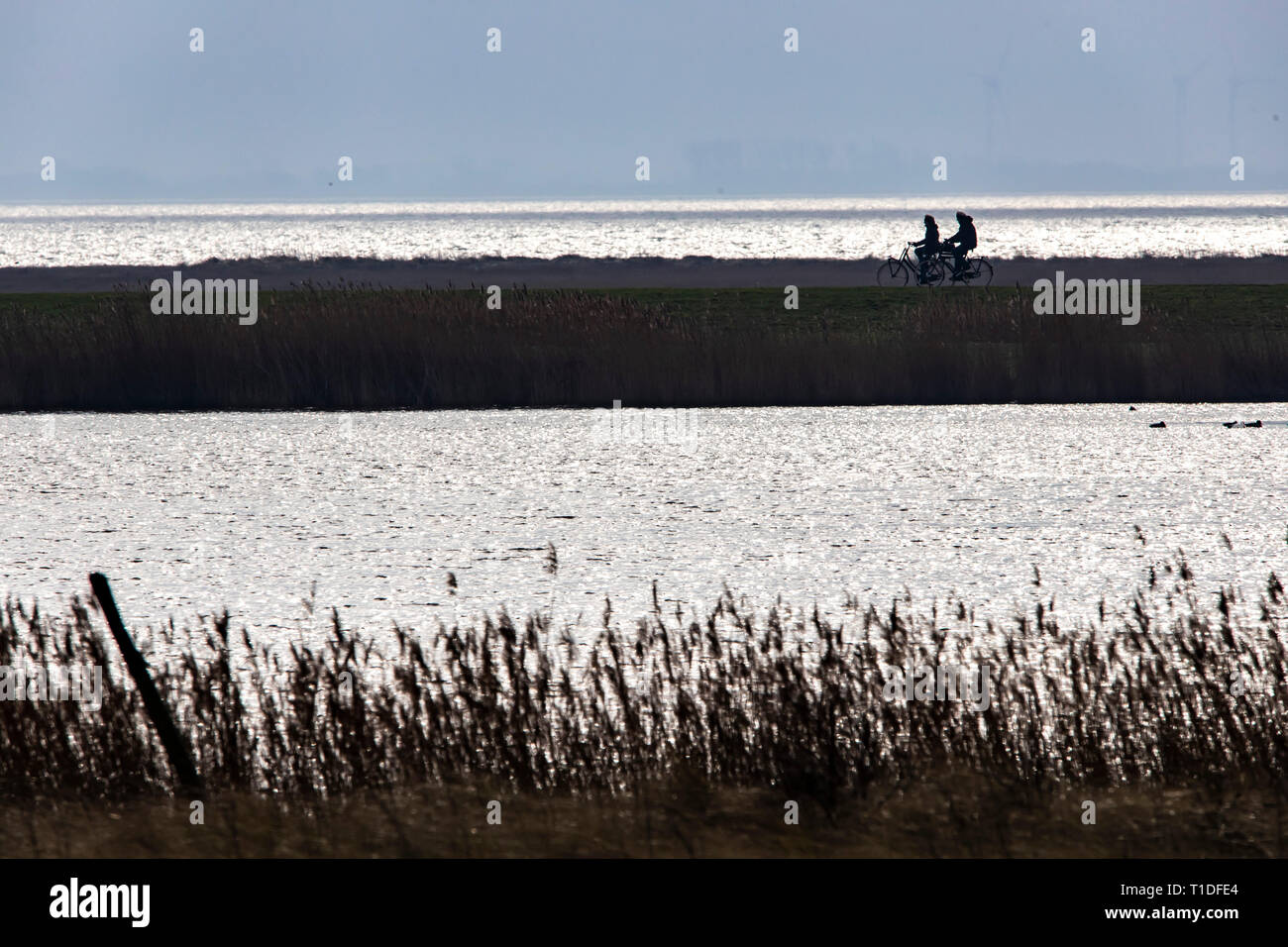 North Sea island Langeoog, East Friesland, Lower Saxony, cyclists in the marsh landscape, Wadden Sea, Stock Photo