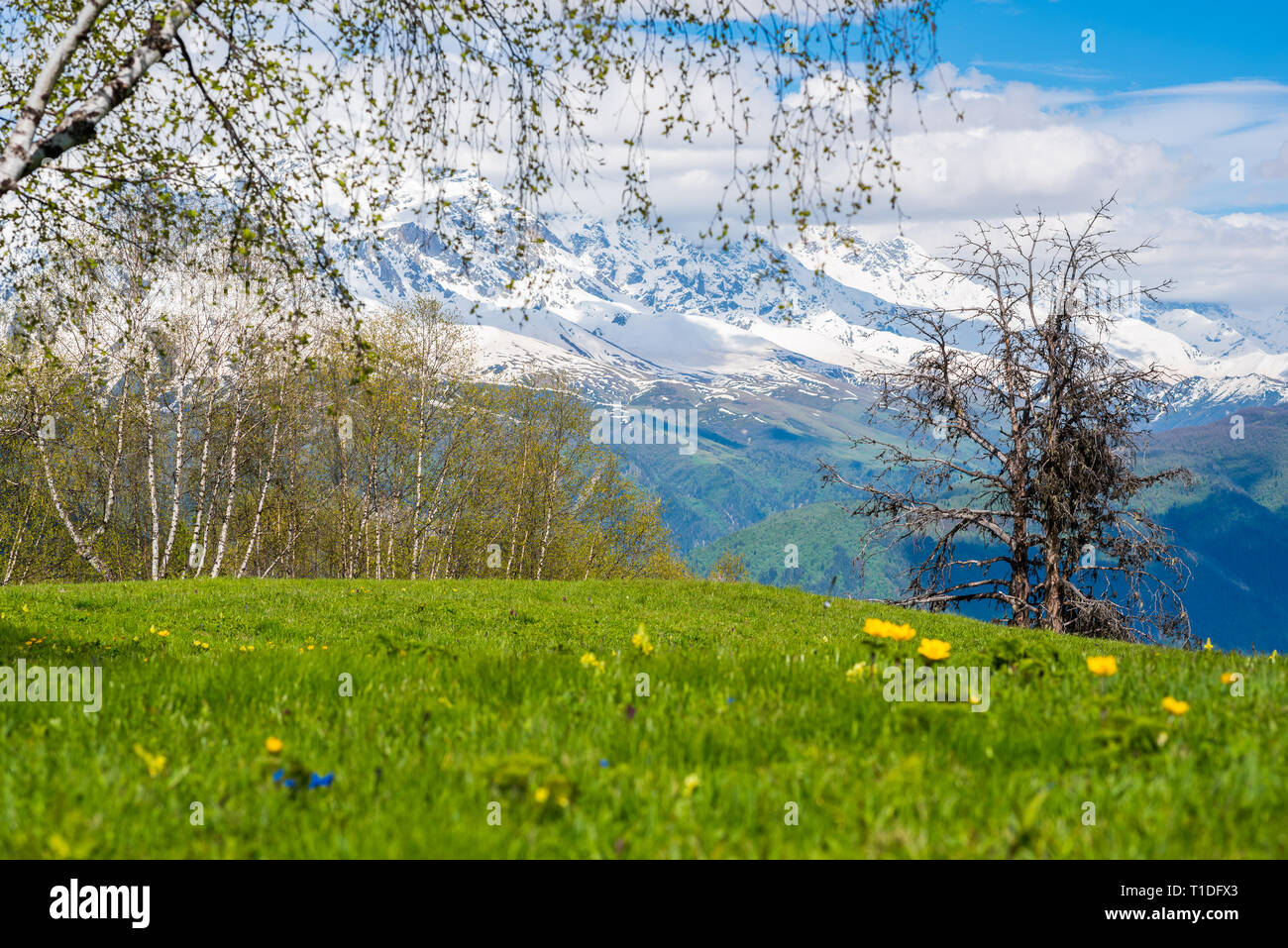 Spring in mountains: a fresh meadow with blossoming flowers & trees with buds blooming against snow mountains. Hatsvali, Svaneti, Georgia in June. Stock Photo