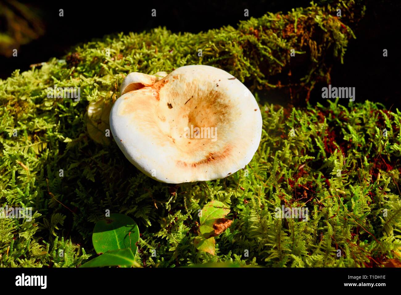 A wild mushroom on forest floor discovered while hiking on trails around John Rock, Pisgah National Forest, North Carolina, USA Stock Photo