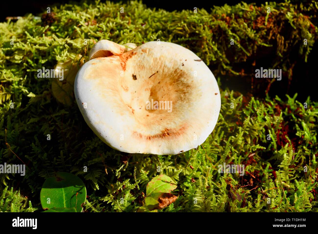 A wild mushroom on forest floor discovered while hiking on trails around John Rock, Pisgah National Forest, North Carolina, USA Stock Photo