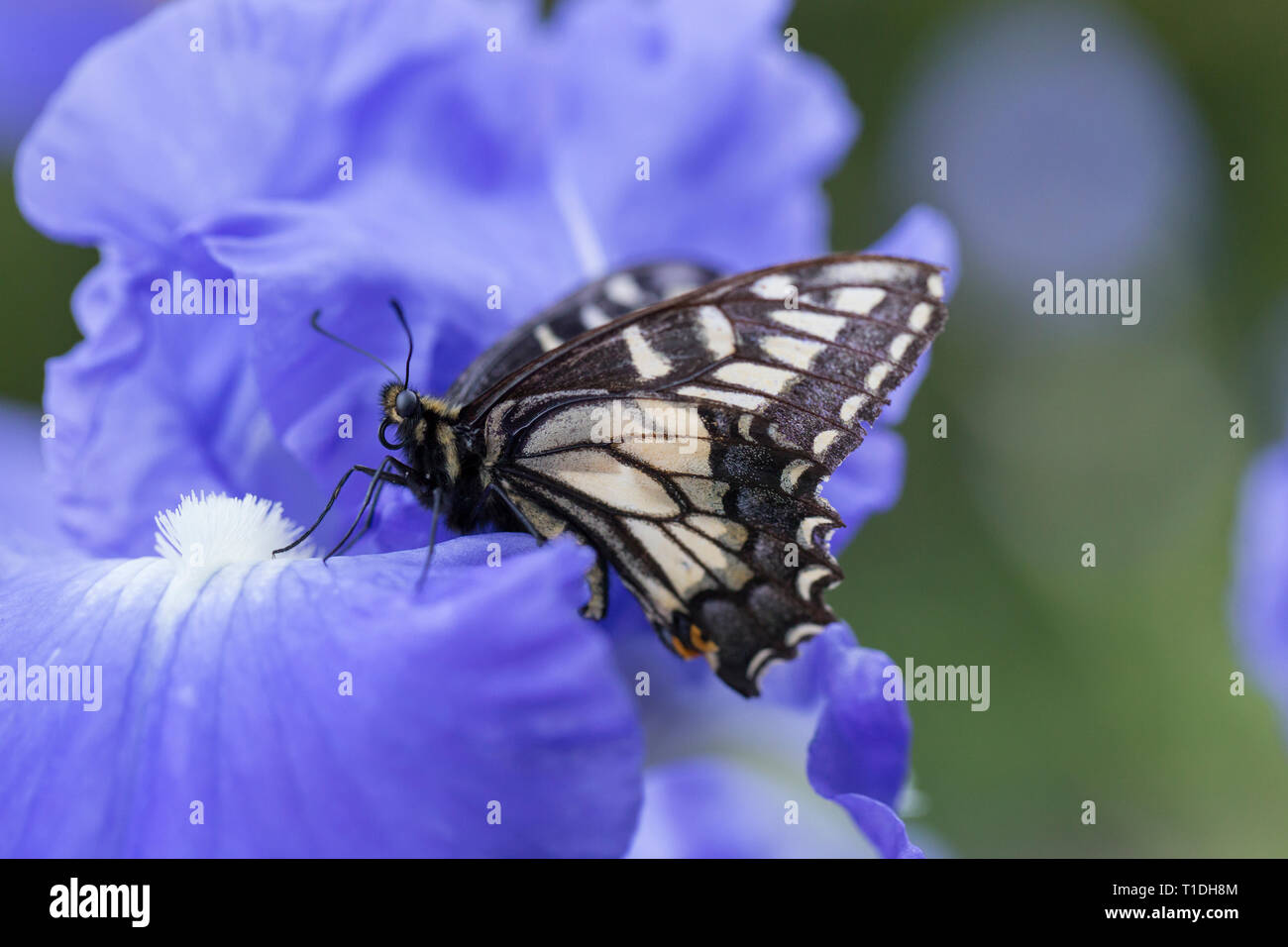 Anise Swallowtail butterfly on purple iris in a garden in Santa Rosa, Sonoma County, California Stock Photo