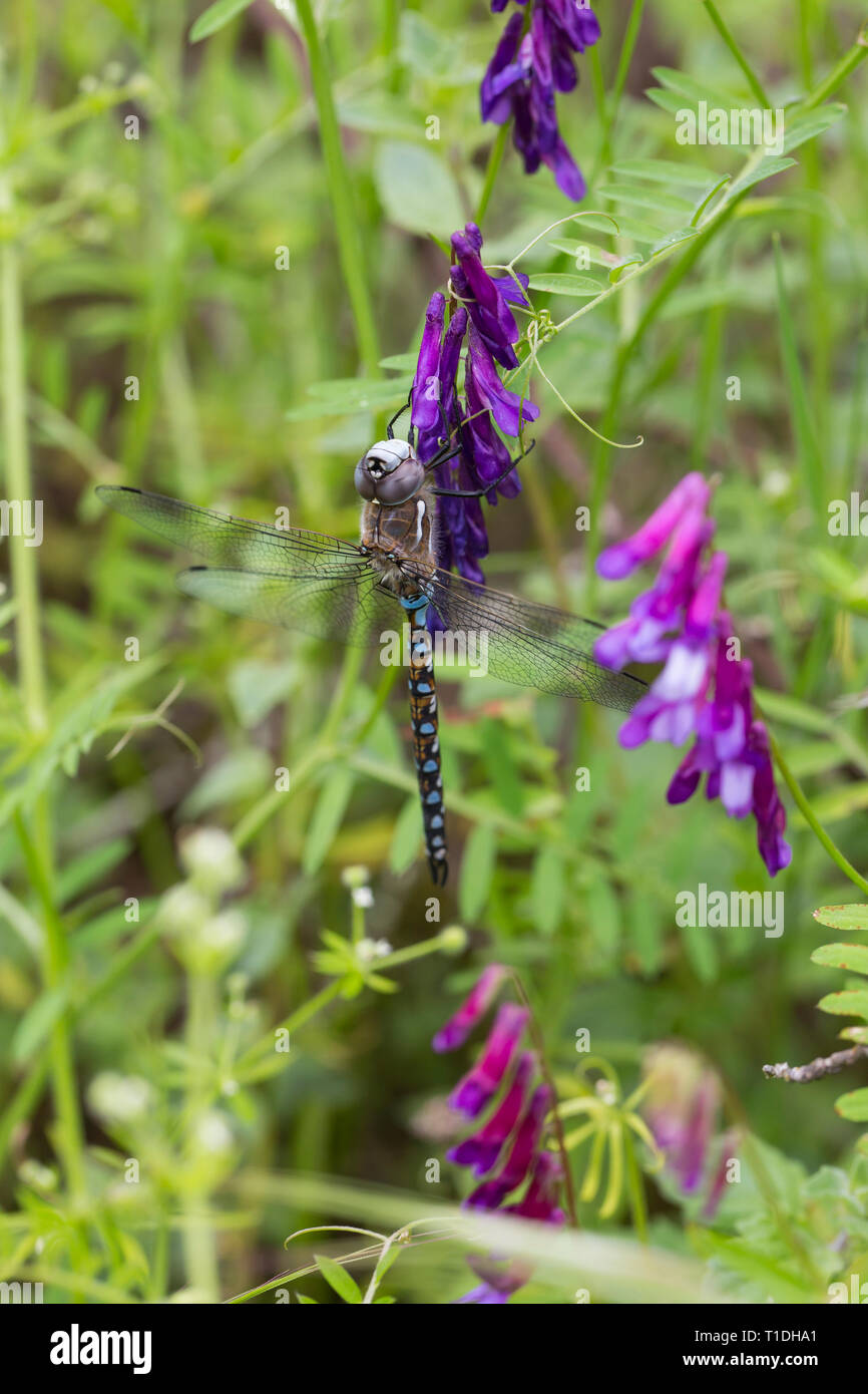 Blue-eyed Darner dragonfly on Hairy Vetch plant at Trione Annadel State Park in Santa Rosa, Sonoma County, California Stock Photo