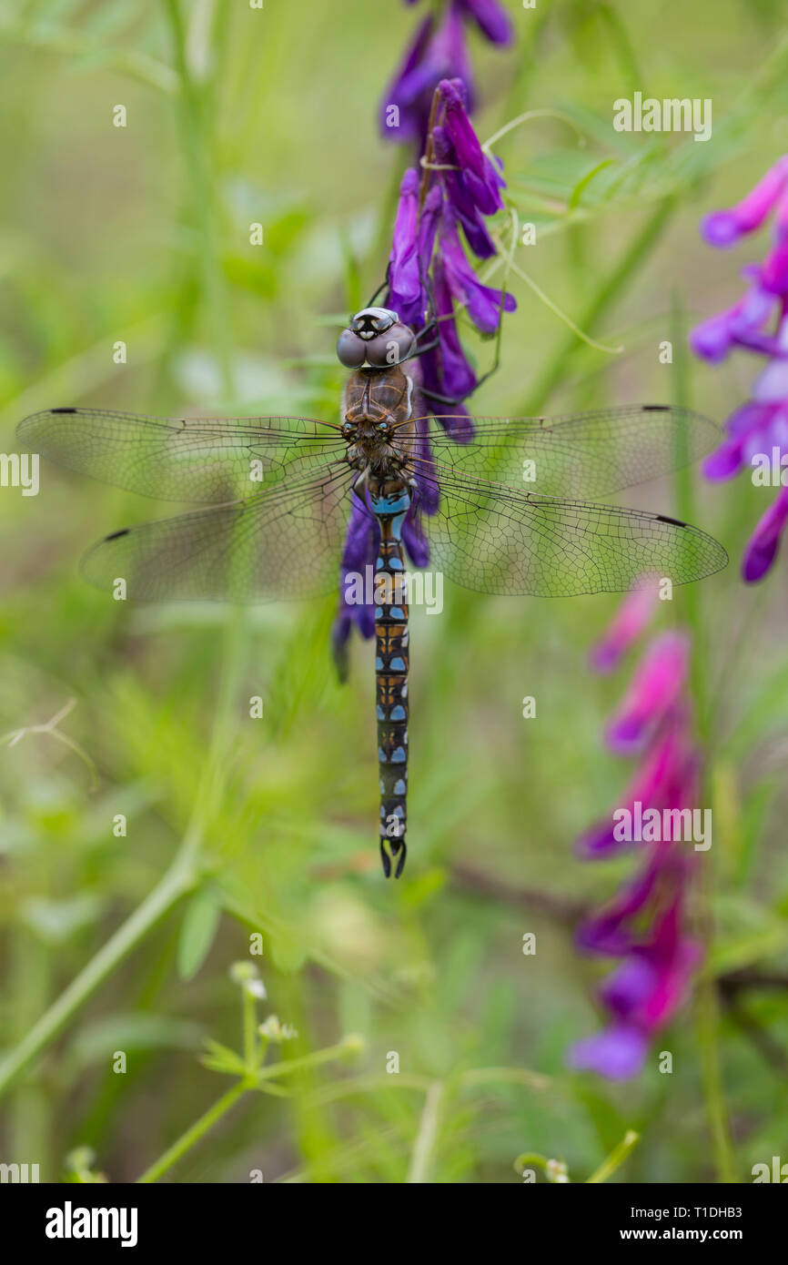 Blue-eyed Darner dragonfly on Hairy Vetch plant at Trione Annadel State Park in Santa Rosa, Sonoma County, California Stock Photo