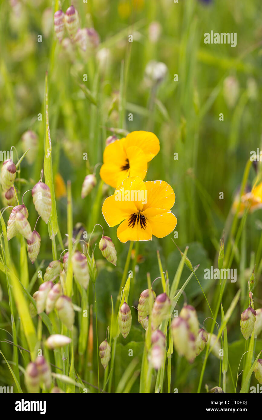 California Golden Violet, a wildflower native to California, and rattlesnake grass at Van Hoosear Wildflower Preserve Stock Photo