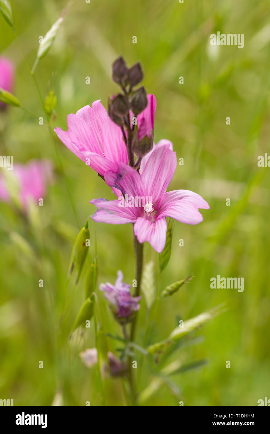 Closeup of pink Checkerbloom wildflower at Van Hoosear Wildflower Preserve in Sonoma, California Stock Photo