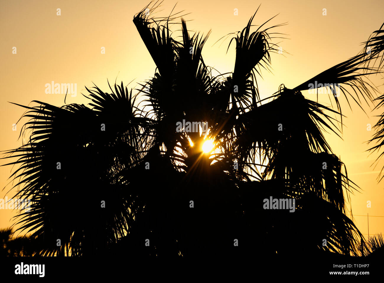 Palm tree with dramatic warm sky at sunset Stock Photo Alamy