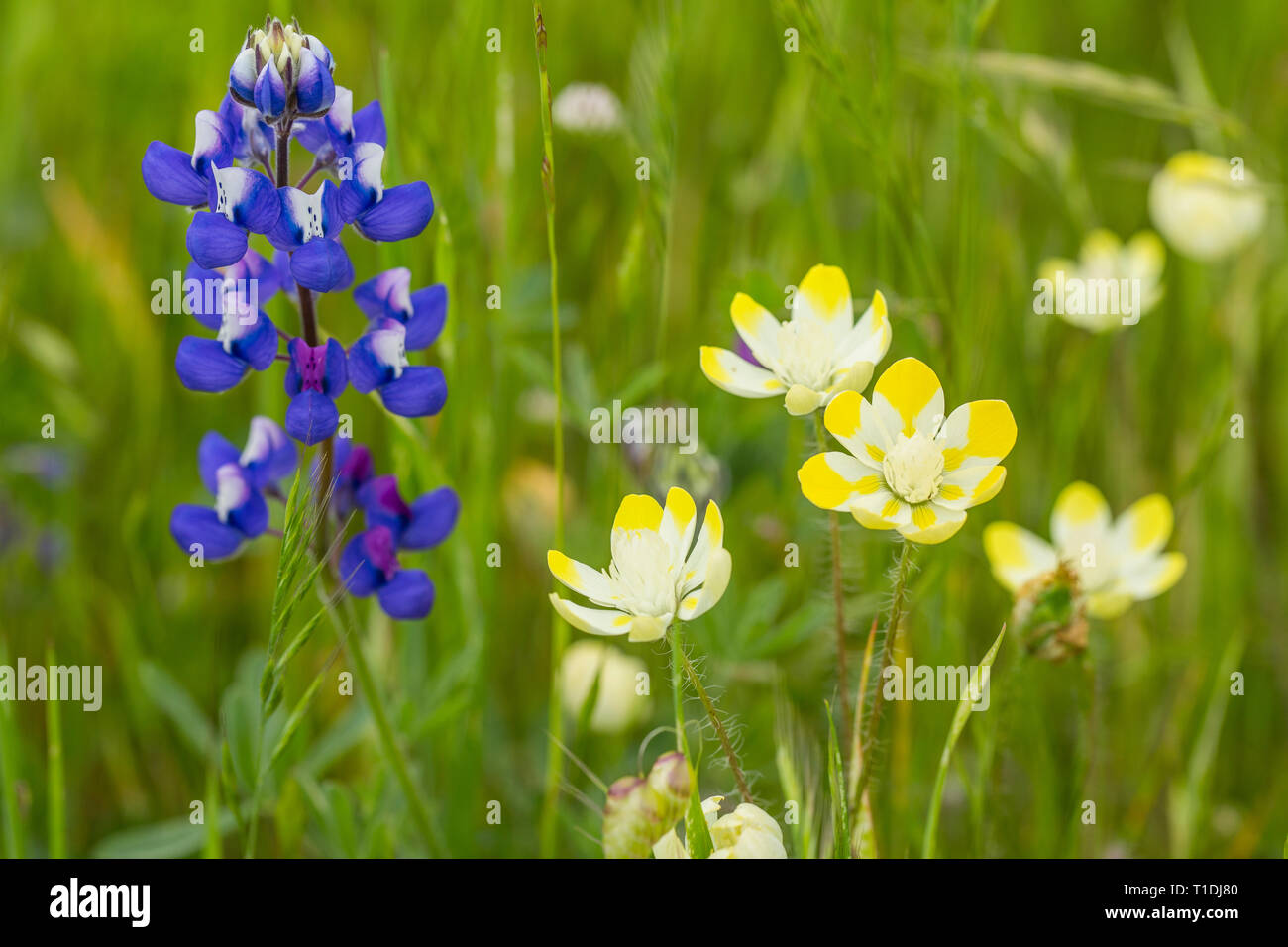 Douglas' Lupine and Cream Cups in a meadow at Van Hoosear Wildflower Preserve, Sonoma, California Stock Photo