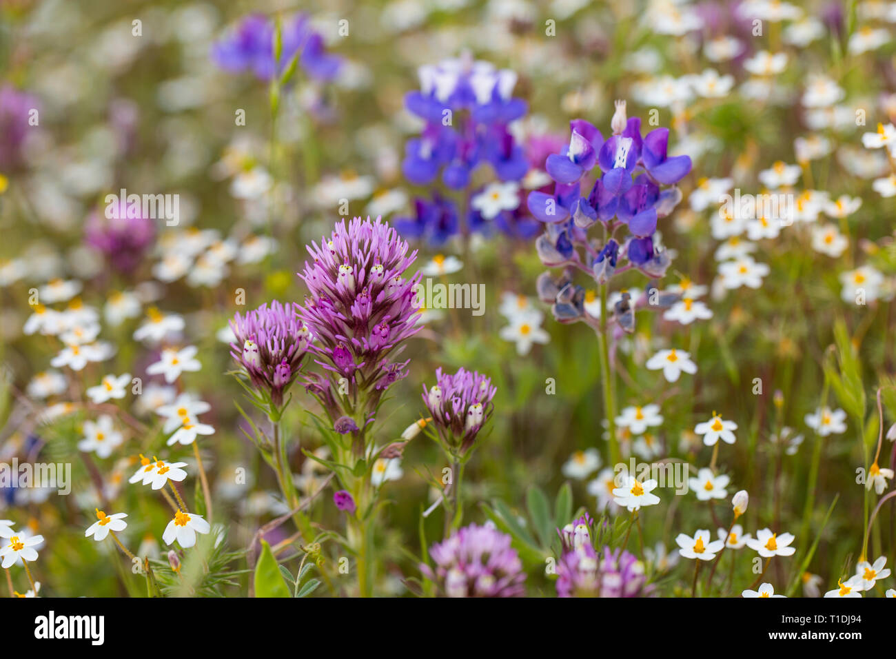 Red Owl's Clover, Douglas' Lupine, and other wildflowers at Van Hoosear Wildflower Preserve in Sonoma, CA Stock Photo