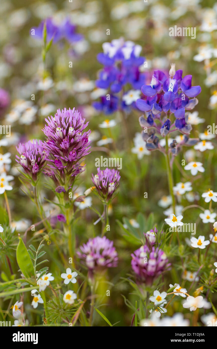 Red Owl's Clover, Douglas' Lupine, and other wildflowers at Van Hoosear Wildflower Preserve in Sonoma, California Stock Photo