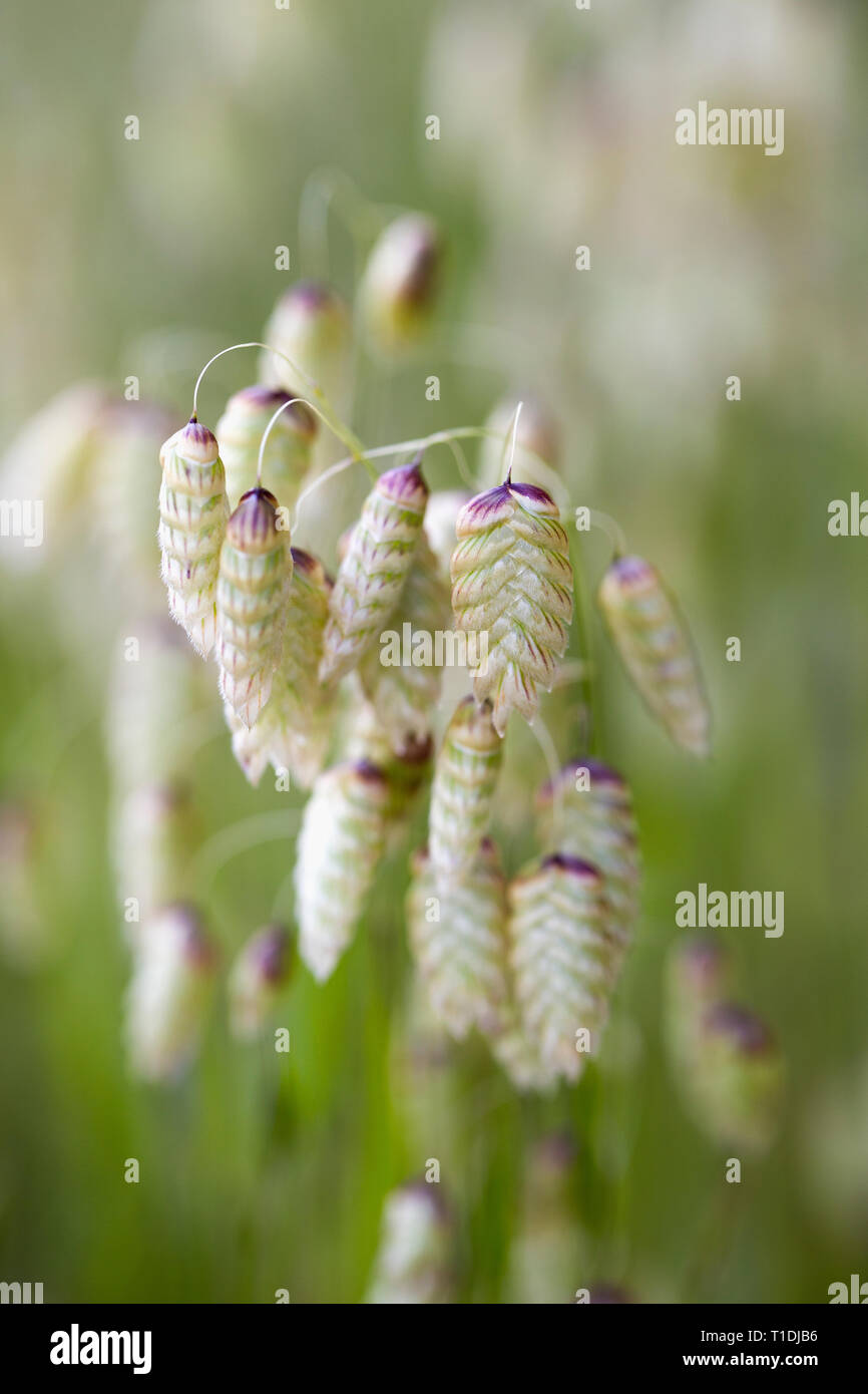 Closeup of Rattlesnake Grass, a wild, nonnative grass, at Van Hoosear Wildflower Preserve in