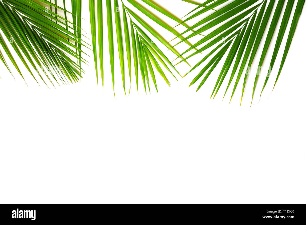 Tropical green palm leaves on white background. Isolated Stock Photo ...