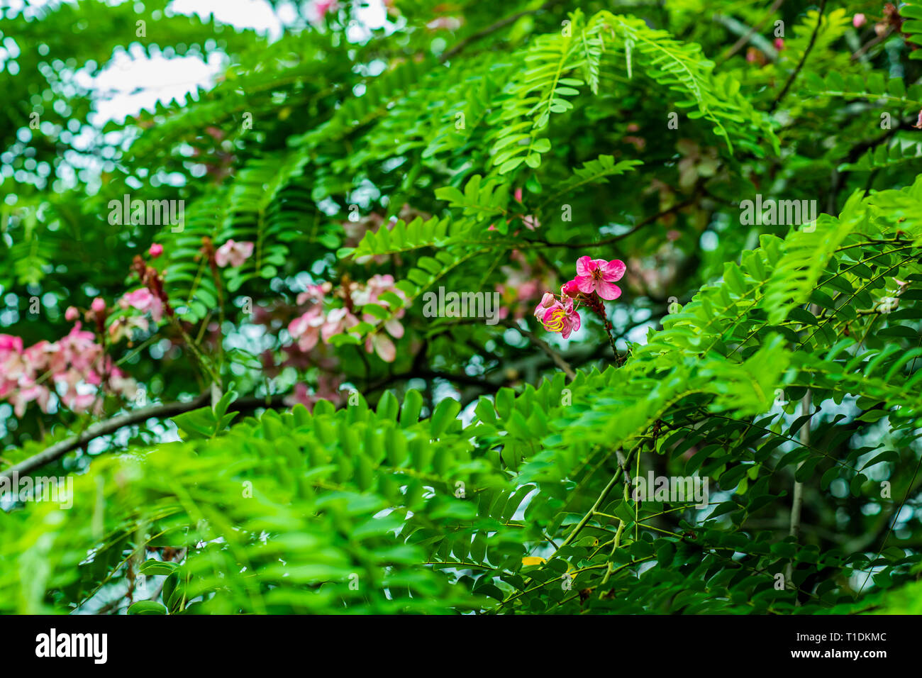 Green leaves of the plant. Pink flower. Bunches of acacia flowers that have a beautiful, pink color. Stock Photo
