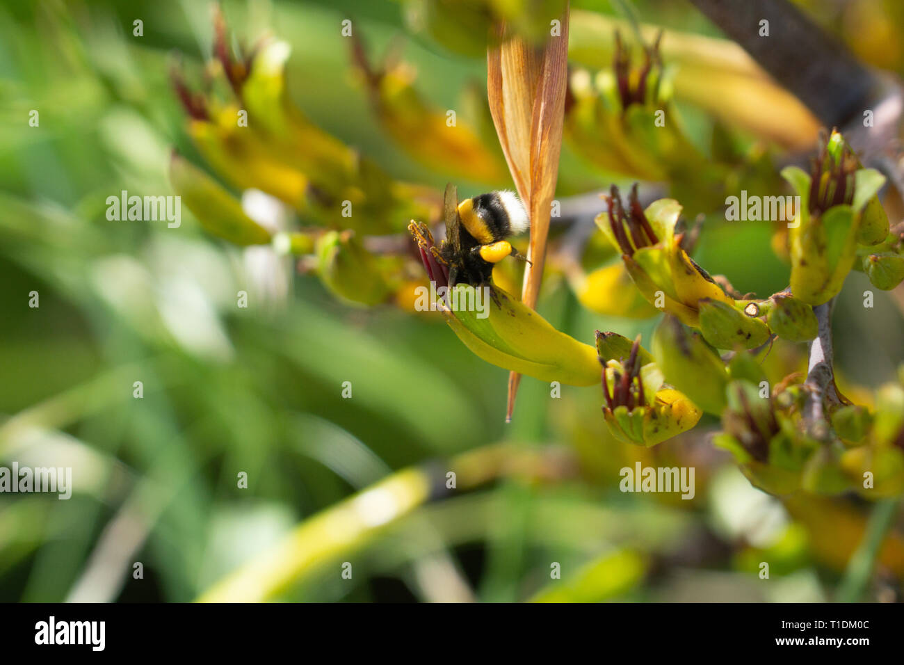 Bee on New Zealand flax flower closeup gathering pollen and polinating