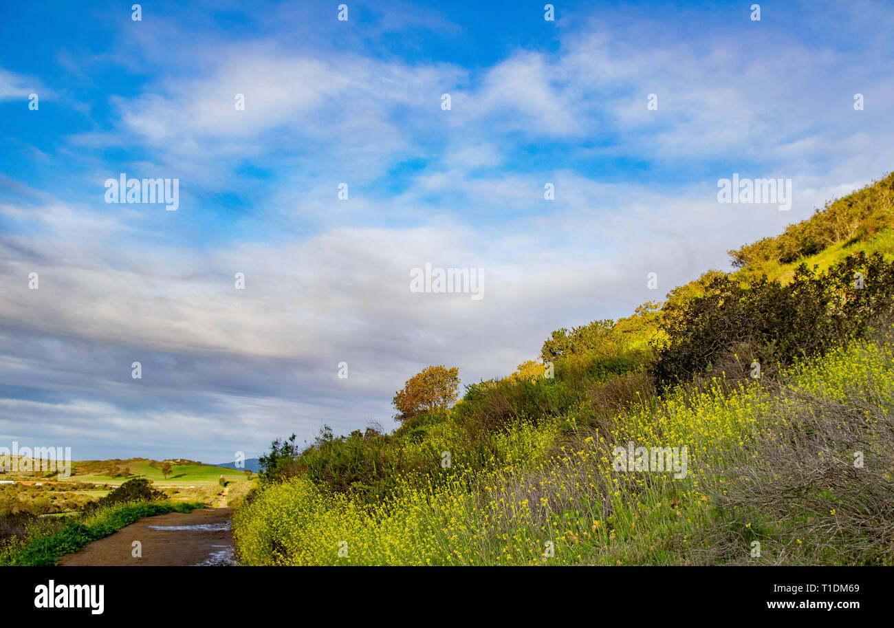 The hills are covered with wildflowrs after a rainy season in California Stock Photo Alamy